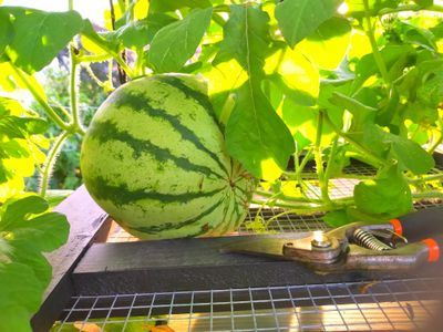 Hopi Yellow Watermelon (6).jpg