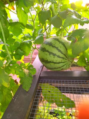 Hopi Yellow Watermelon (9).jpg