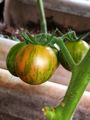 Purple Bumblebee Tomato (2).jpg