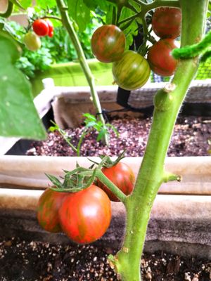Purple Bumblebee Tomato (3).jpg