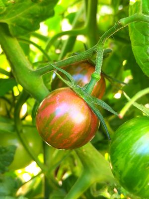 Purple Bumblebee Tomato (4).jpg