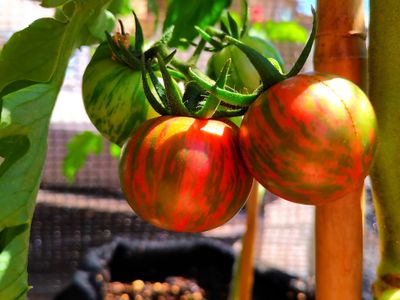Purple Bumblebee Tomato.jpg