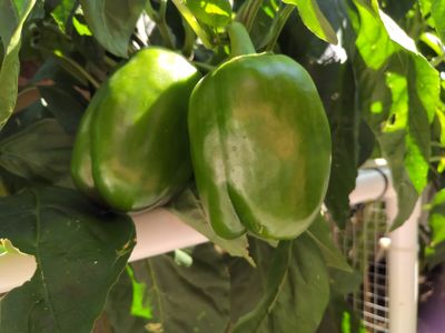 Red Bell Pepper (Immature) (2).jpg