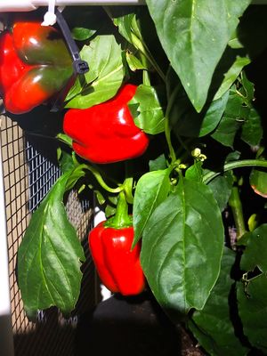 Red Bell Pepper.jpg