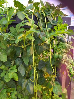 Taiwanese Long Bean (3).jpg