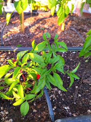 Thai Basil (3).jpg