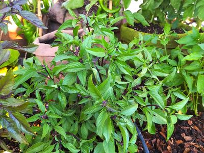 Thai Basil.jpg