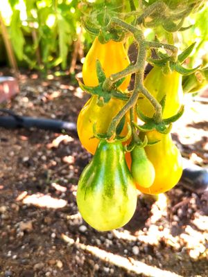 Yellow Pear Tomato (2).jpg