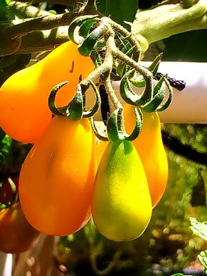 Yellow Pear Tomato (3).jpg