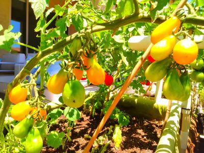 Yellow Pear Tomato.jpg