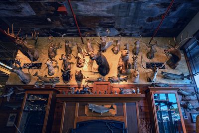 Fins, feathers, heads and horns