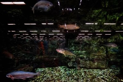 the big tank containing local species