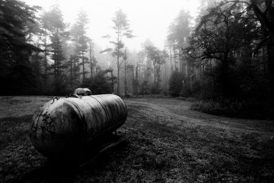 Behind the cabin at Swamp Pond (Lake Weiden)