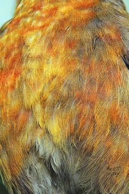 Crossbill Sun original