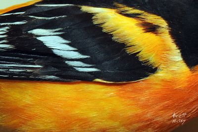 Oriole Blossom original