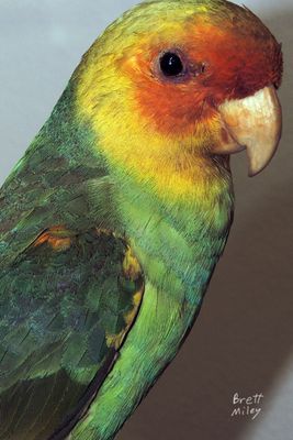 Rainbow Keet original
