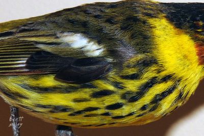 Bumbling Warbler original