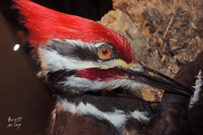 Pileated Headdress original