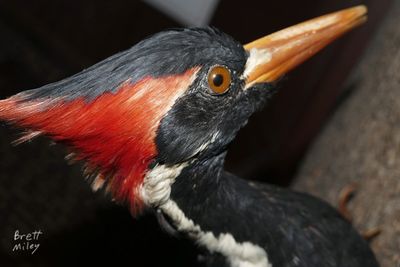 Ivorybill Flair original