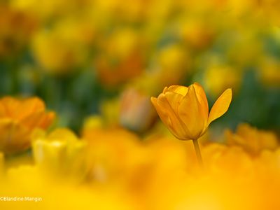 Macrophotographie