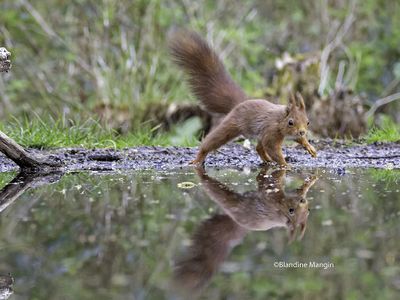 Ecureuils/Squirrels