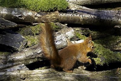 Ecureuils/Squirrels