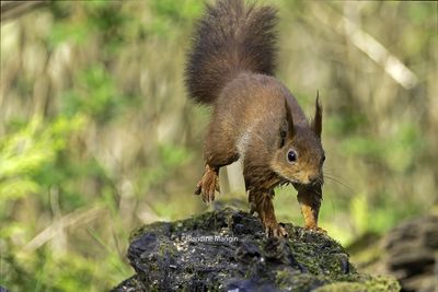 Ecureuils/Squirrels