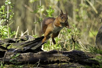 Ecureuils/Squirrels