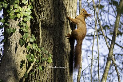 Ecureuils/Squirrels