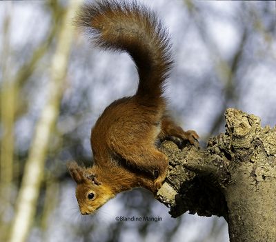Ecureuils/Squirrels