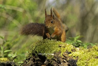 Ecureuils/Squirrels