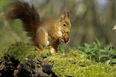 Ecureuils/Squirrels