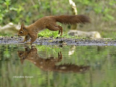 Ecureuils/Squirrels