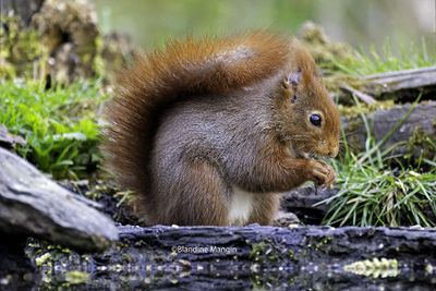 Ecureuils/Squirrels