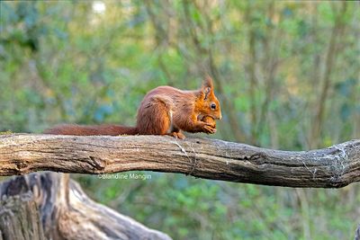 Ecureuils/Squirrels