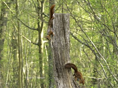 Ecureuils/Squirrels