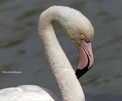 Flamants roses