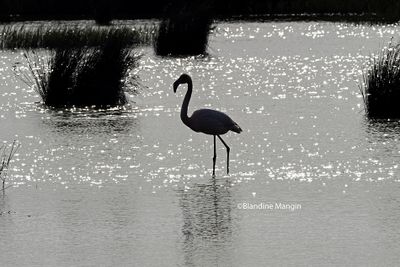 Flamants roses