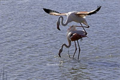 animaux/animals