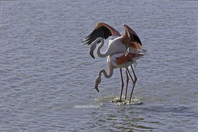 Flamants roses