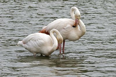Flamants roses