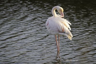 Flamants roses