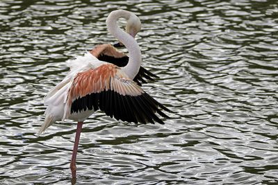Flamants roses