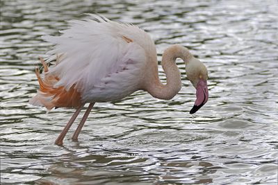Flamants roses
