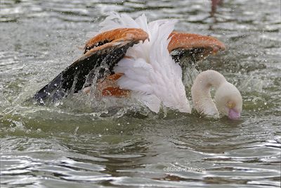 animaux/animals
