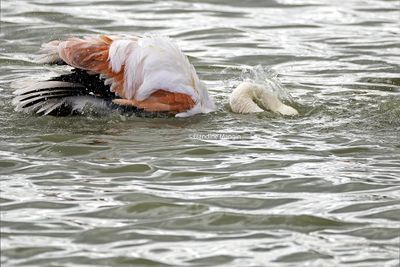 Flamants roses