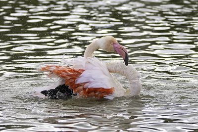 Flamants roses