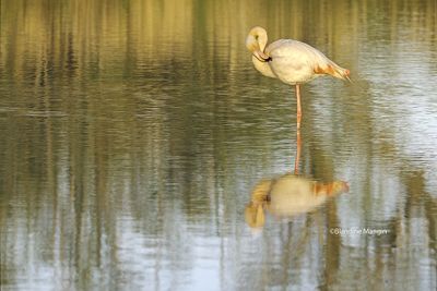 Flamants roses