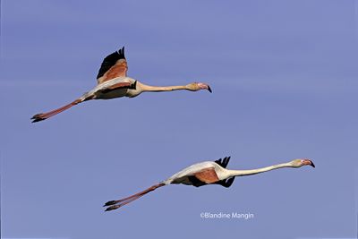 Flamants roses