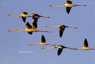 Flamants roses